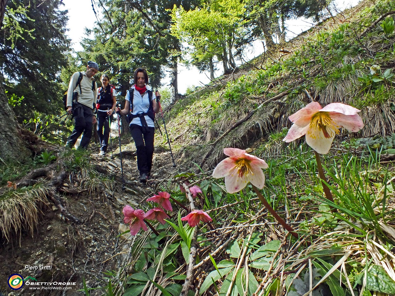 26 Ellebori colorati  in fioritura avanzata .JPG